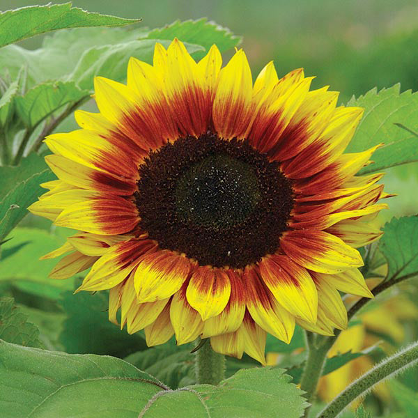 Solar Power Sunflower