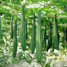 Load image into Gallery viewer, Organic Luffa Gourd Plant Seeds
