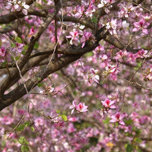 Load image into Gallery viewer, Pink Orchid Tree Seeds
