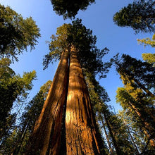 Load image into Gallery viewer, Giant Sequoia Redwood Tree Seeds
