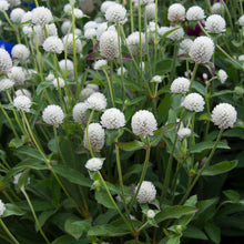 Load image into Gallery viewer, White Gomphrena (Globe Amaranth) Plant Seeds
