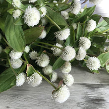 Load image into Gallery viewer, White Gomphrena (Globe Amaranth) Plant Seeds
